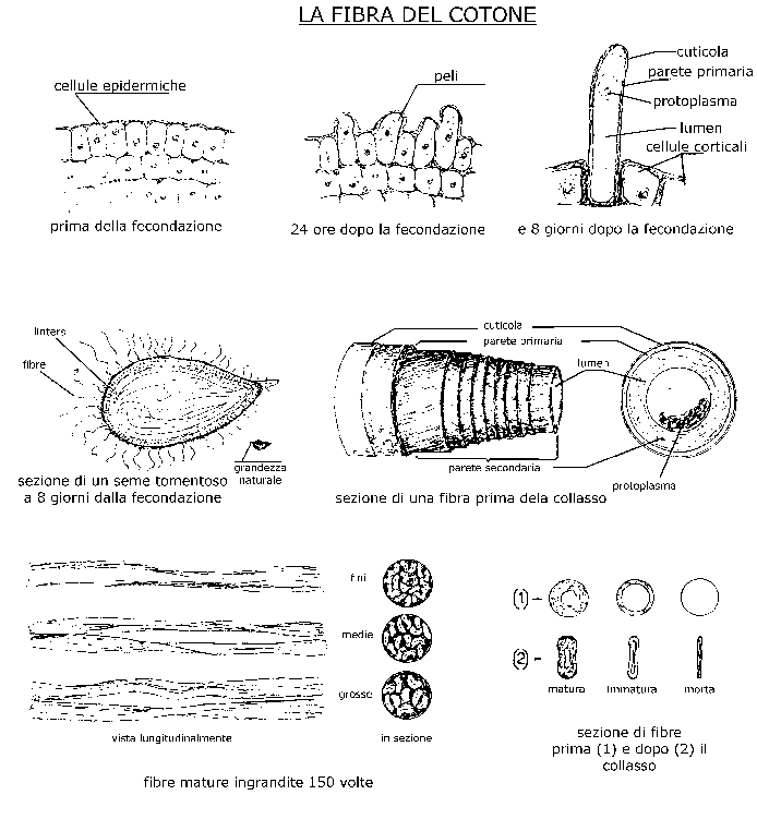 Fibra del cotone ingrandita