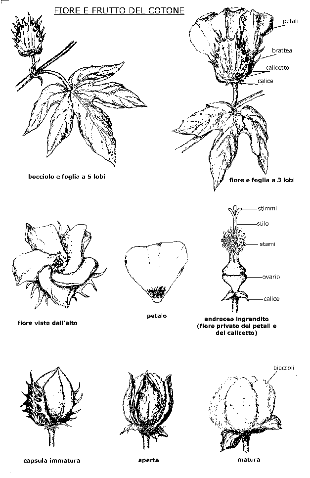 Fiore e frutto della pianta di cotone